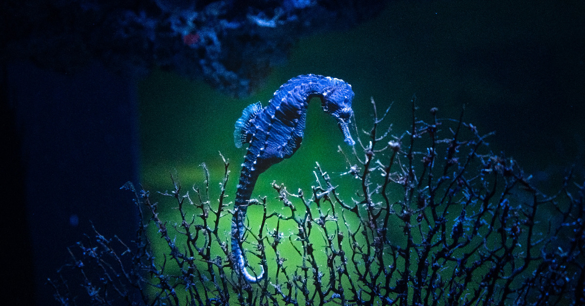 DIE-Innovationspreis: Was das Seepferdchen mit KI zu tun hat